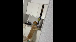 Dog and Cat thief mission caught😆🤣#shorts #dog #cats #dogandcat #funny#funnyvideo