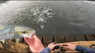 They were busting up at my Feet !!|| Sydney Parra River Kingfish Insanity||