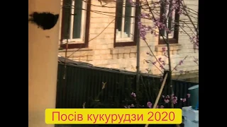 Посівна кукурудзи 2020