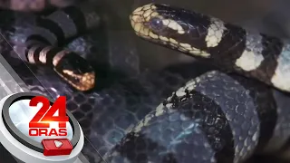 Sea snake na kung tawagi'y "walo-walo," nakasabay sa paglangoy ng divers sa Bohol | 24 Oras