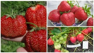 Земляника семенами: Гигант Джорнея - гигантские ягоды и выдающаяся урожайность!