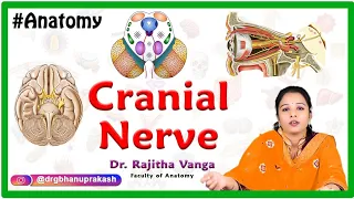 Cranial Nerve III: Oculomotor Nerve Anatomy