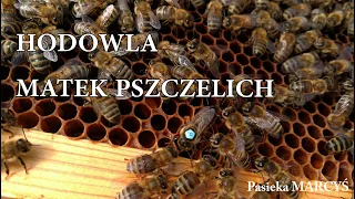 Hodowla matek pszczelich. Podstawowe informacje.