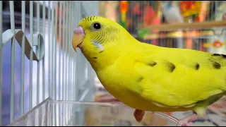 LONELY parakeets// HELP the budgies chirp and sing