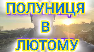 Полуниця в лютому. вирощування полуниці