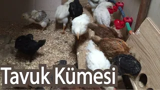 Tavuk kümesi yapımı | Tavuk kümesi nasıl olmalı