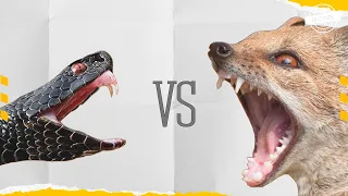 Mongoose Vs. King Cobra