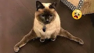 The funniest animals / Fun with cats and dogs 2022 / #14