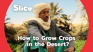 Farming in a Desert Oasis | SLICE