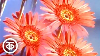 Цветы. Видовой фильм о цветах (1987)