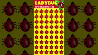 "LADYBUG" - Find The Different #animals #shorts #quiz