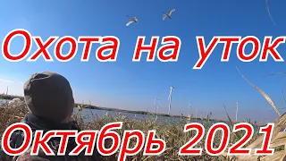 Охота на уток и лебеди над головой!Утиная охота на границе с Крымом!Норма взята!Охота с Павлом Салаш