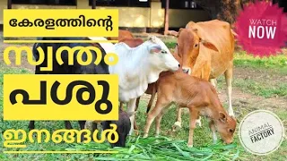 Indian Cow Breeds | Malayalam | Animal Factory