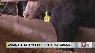 Avian Flu Not Yet Detected in Alabama | April 25, 2024 | News 19 at 5 p.m.