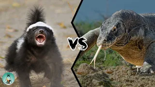 HONEY BADGER VS KOMODO DRAGON - Who will win this battle?