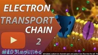 Electron Transport Chain ETC Part 2