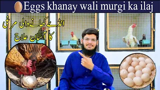 Eggs khanay wali murgi ka ilaj | How to control chicken eating eggs |Ande khane wali murgi ka ilaj