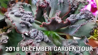 2018 December Garden Tour Succulents