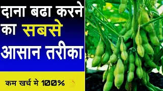 NPK fertilizer 0 0 50 with PGR tonic | how to increase crop fruit size