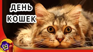 8 августа.Всемирный День Кошек.ПЕСНЯ ПРО КОТА