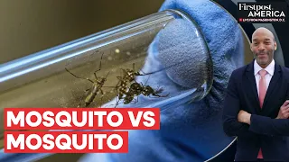 Brazil Launches War Against Dengue With Genetically Modified Mosquitoes | Firstpost America