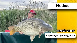 Nagypontyok tigrismogyoróval - Benzár Zsolt