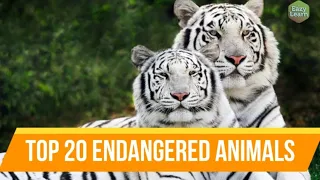 Top 20 Endangered Animals | Most Endangered Animal Species in the World