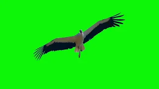 Bird Flying Green Screen effects HD footage | Chroma Key