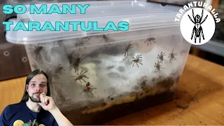 Maculata Sling Rehousing Pain