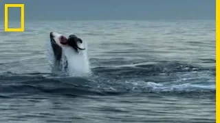 Ce requin dévore une otarie et déclenche l'assaut de toute sa colonie