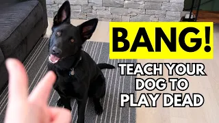 How to Teach Your Dog to Play Dead ("Bang!" dog trick)