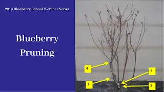 Blueberry Pruning