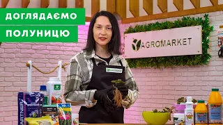 ПОВНИЙ ПОСІБНИК З ПОСАДКИ ПОЛУНИЦІ | Секрети щедрого врожаю | Agro-Market.ua