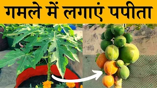 गमले में पपीता कैसे लगाएं | How To Grow Papaya In Pot In Hindi | Papita Gamle Me Kaise Lagaye