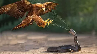 Most Spectacular Snakes and Reptiles Attacks in the Wild! - Snake vs Eagle, Anaconda vs Jaguar