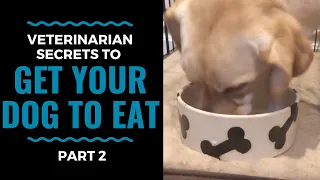 Veterinarian Secrets To Get Your Dog to Eat: Part 2 VLOG 69