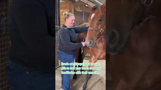 Introducing the massage gun to your horse