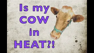 Signs of Heat (Estrus) in Solitary Cow