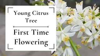 Young citrus tree flowering for the first time  | Citrus Tree Care Series