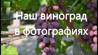 Виноград в фотографиях