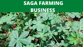 make 15K  EVERY month farming commercial saga| farming in kenya| spider plant farming business|