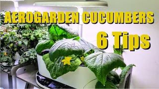 AEROGARDEN CUCUMBERS 6 TIPS FOR SUCCESS