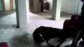 Rottweiler attack 2013.04.09.