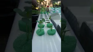 Easiest Way to Grow Food Cheap & Easy Hydroponics