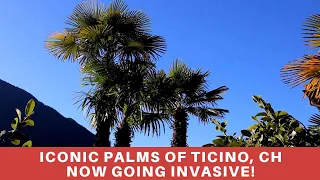 The palms of sunny Ticino, introduced hundreds of years ago are suddenly becoming invasive! Why?