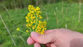 Сурепка – трава для мужского здоровья