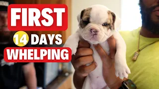 Whelping 101: The First 14 Days (Puppy Care)