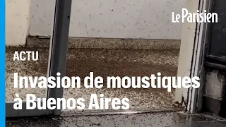 Argentine : une spectaculaire invasion de moustiques sème la panique à Buenos Aires