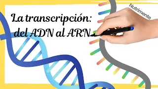 La TRANSCRIPCIÓN del ADN al ARN (paso a paso)