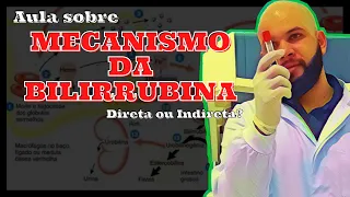 Saiba Como é Formada a Bilirrubina e Todo seu Mecanismo.